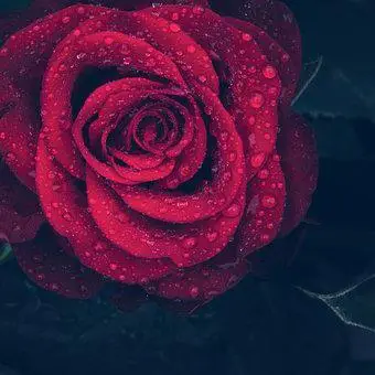 instagram nature dp instagram nature dp